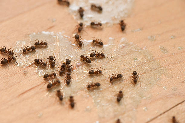 Trusted Cedar Glen West, NJ Pest Control Experts